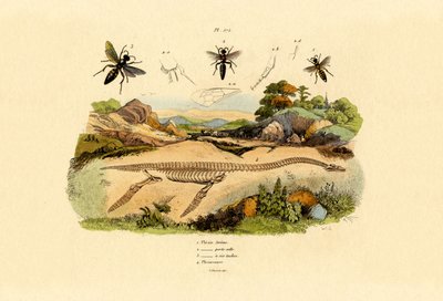 Hornet by French School
